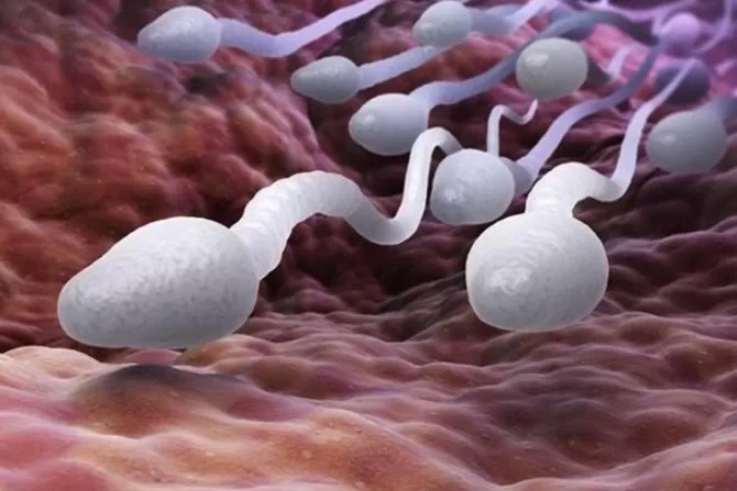 sperma