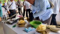 kontes durian lamandau