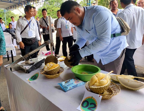 kontes durian lamandau