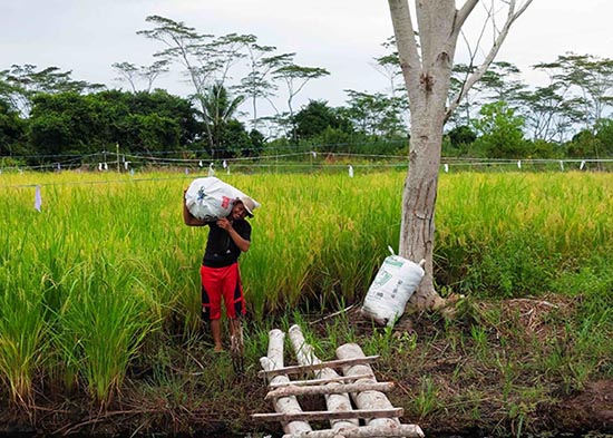 petani