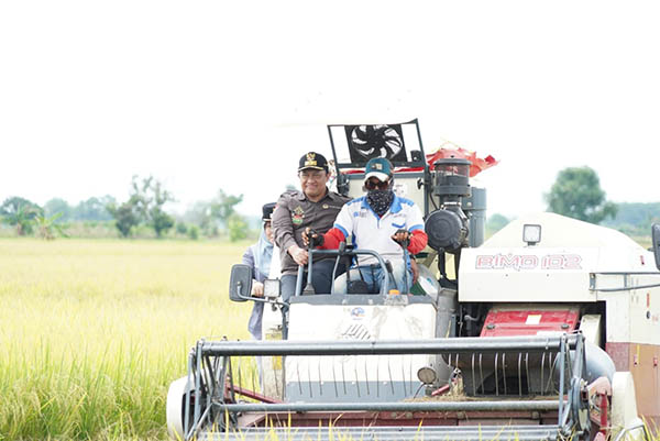panen padi