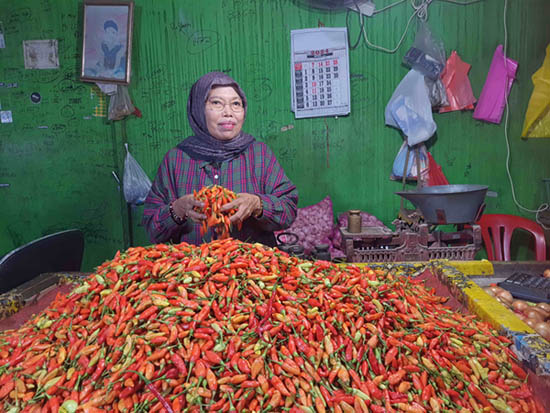harga cabai
