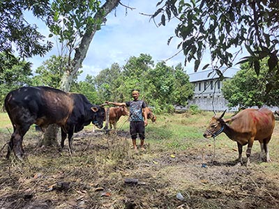 penjualan sapi kurban