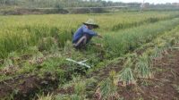 bawang merah kobar