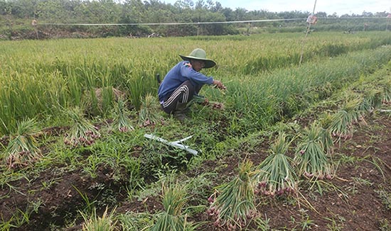 bawang merah kobar