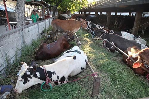 sapi kurban sapi kurban