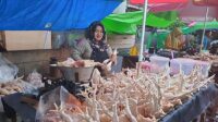 harga ayam potong
