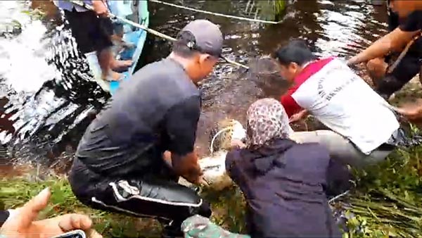 BUAYA TANJUNG TERANTANG