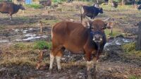 Sapi Kurban