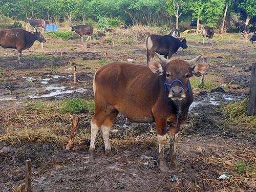 Sapi Kurban