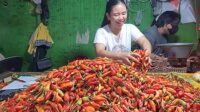 pedagang cabai