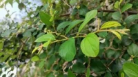 daun bidara
