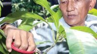 daun mangga 1766970568