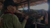 sapi kurban 1