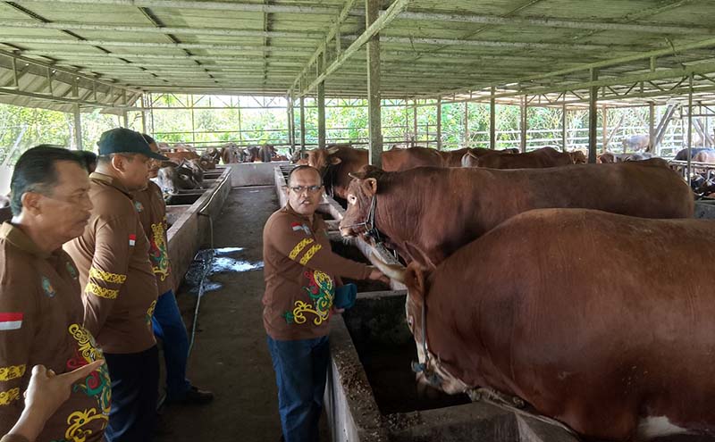 society sapi