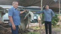 sapi kurban