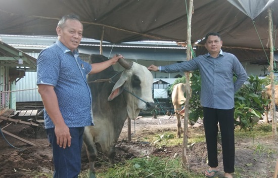 sapi kurban