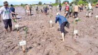 tanam mangrove