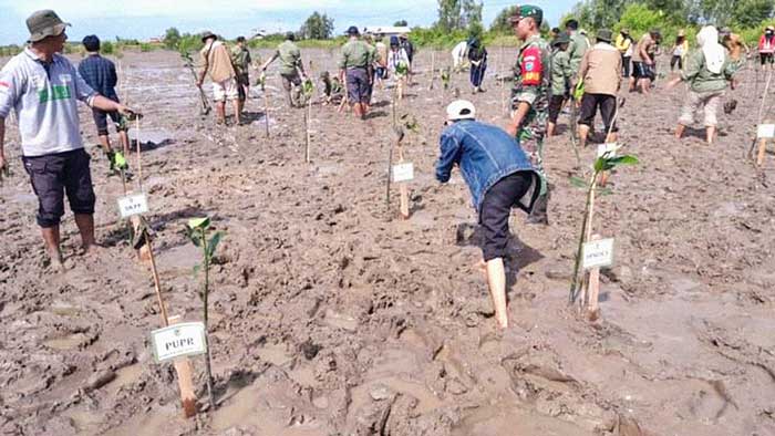 tanam mangrove