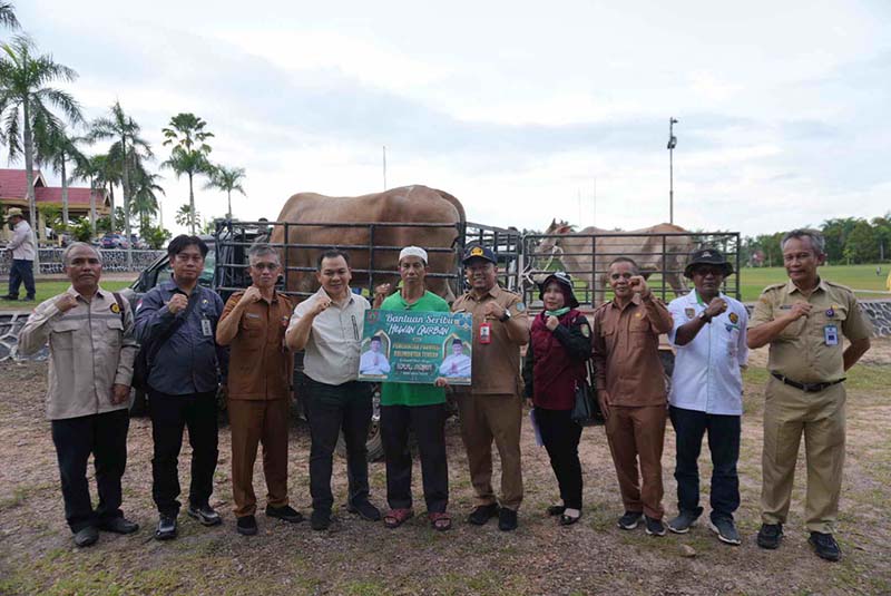 sapi kurban