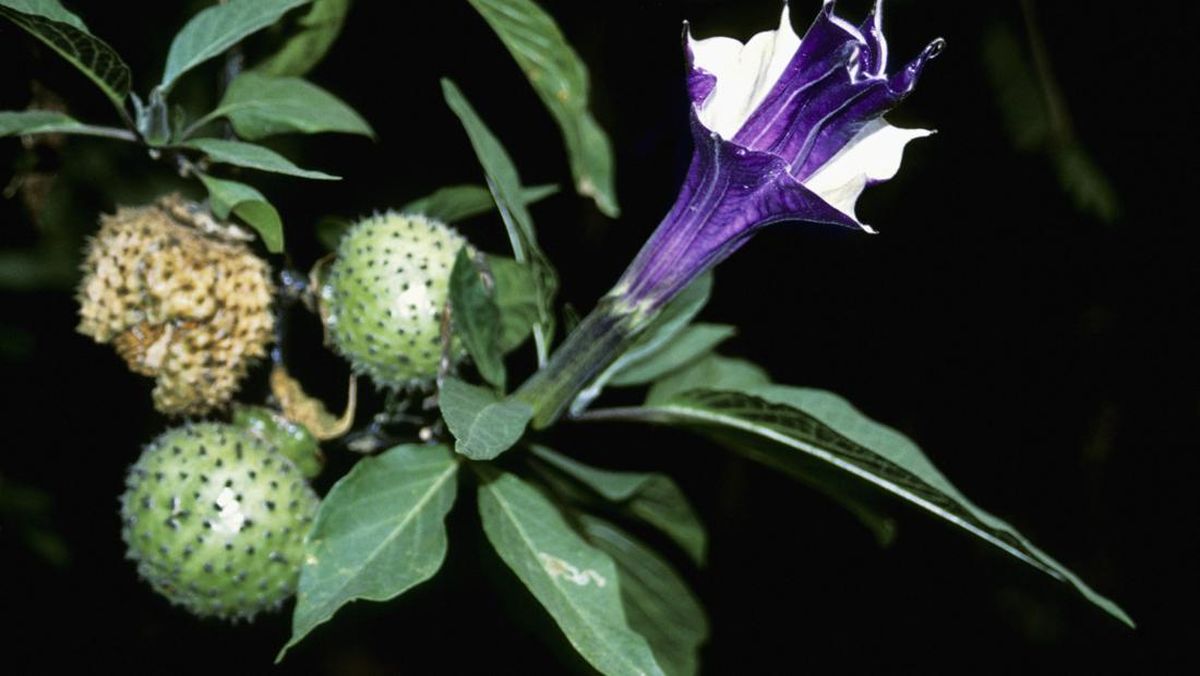 Buah kecubung