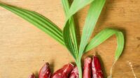 bawang dayak