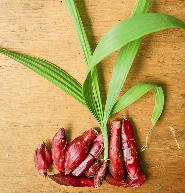 bawang dayak