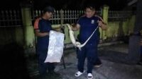 biawak