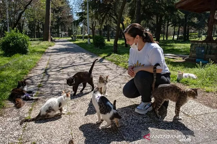 Wisata kucing