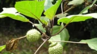 buah kecubung