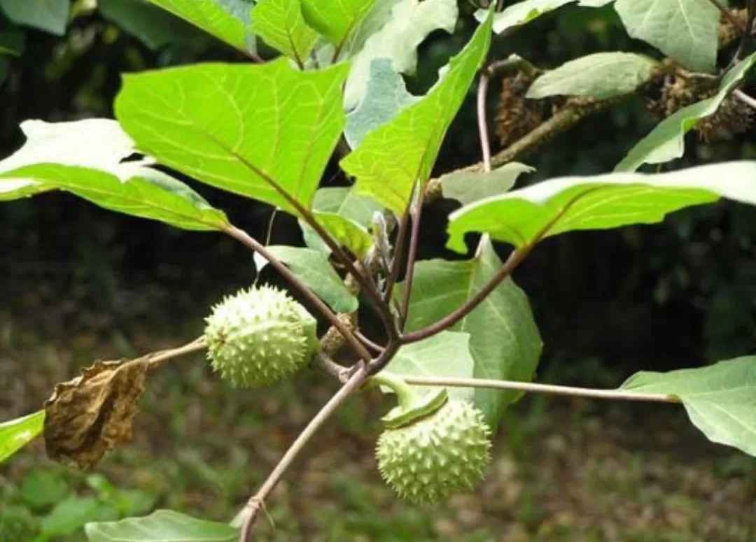 buah kecubung