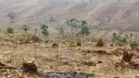 hutan gundul ilustrasi
