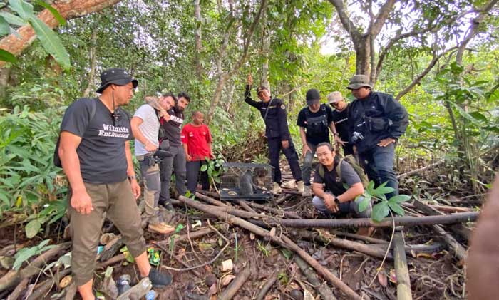 lutung