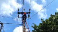 pln 1
