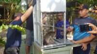 Monyet Ekor Panjang