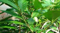 daun salam