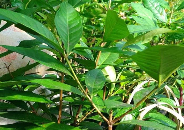 daun salam