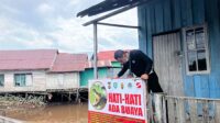 buaya