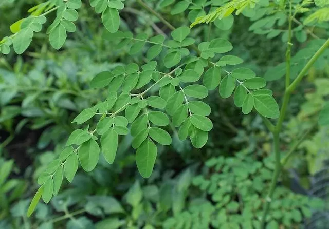 daun kelor