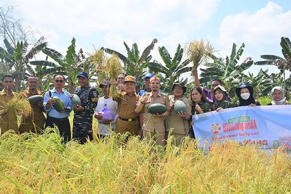 PANEN PADI PULAU TELO