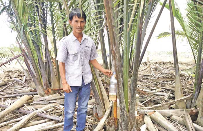 Tanaman Nipah