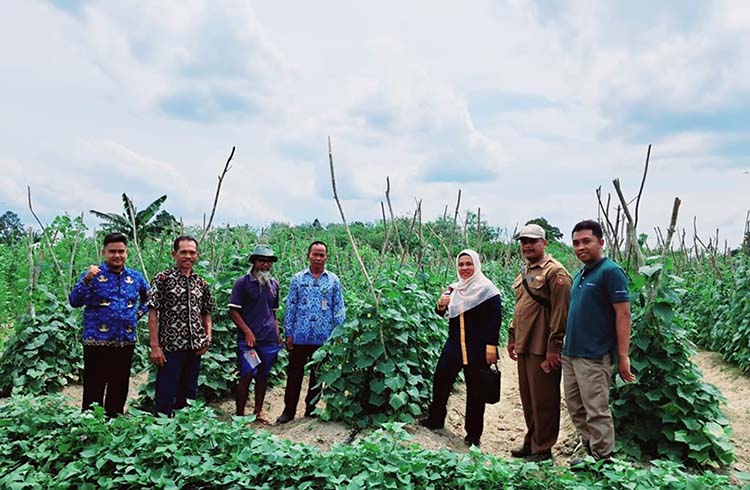 panen demplot timun