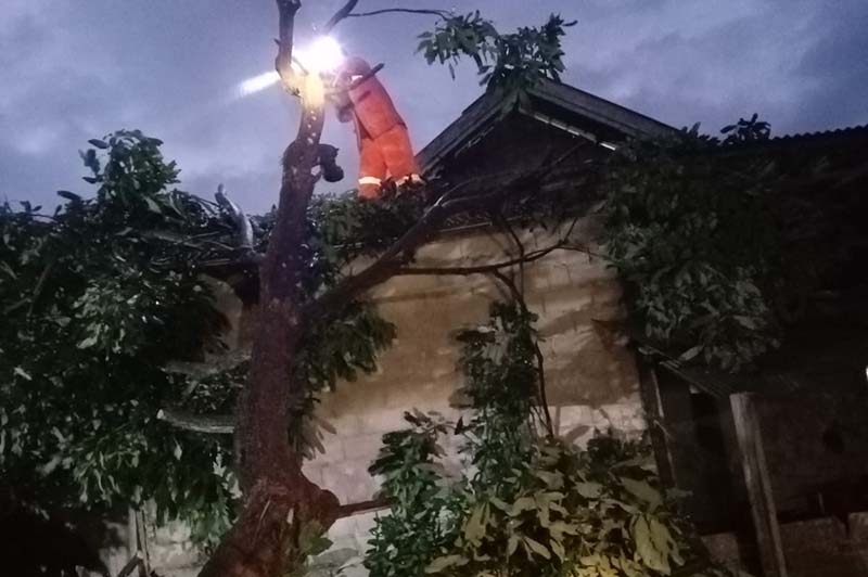 pohon tumbang
