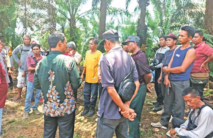 geruduk kebun sawit