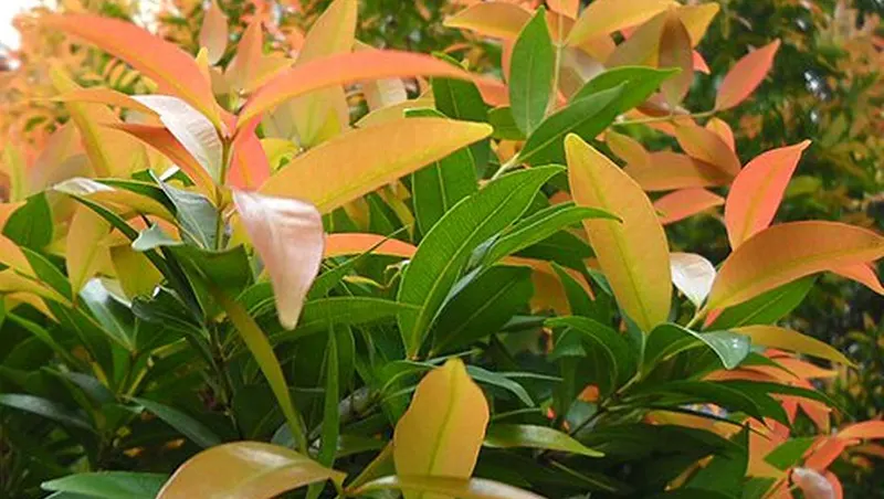 manfaat daun pucuk merah