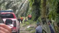 penemuan mayat gadis di kebun sawit