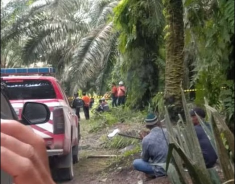 penemuan mayat gadis di kebun sawit