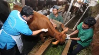 vaksinasi sapi