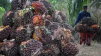 Perkebunan Kelapa Sawit
