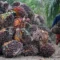 Perkebunan Kelapa Sawit